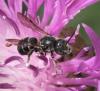 Heriades sp.